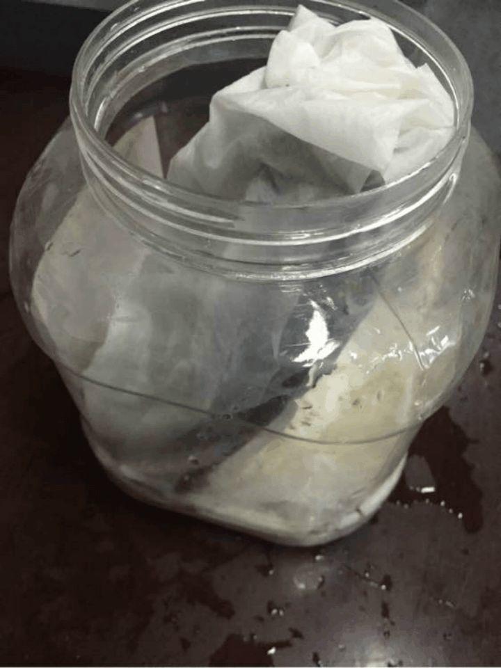 无花果套瓶里, 蹭蹭长满大白根, 1棵能结5斤果!