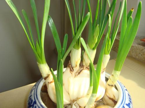 水仙不肯长? 外面裹张纸, 不用几天长出大白根!