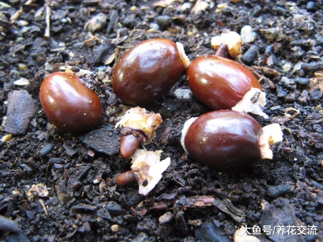 夏季用吃剩的荔枝果核养成室内清新靓丽的盆栽, 直接丢土里就行了