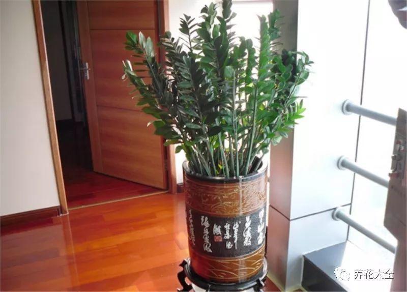 叶插金钱树, 不出半月就生根, 想要多少有多少!