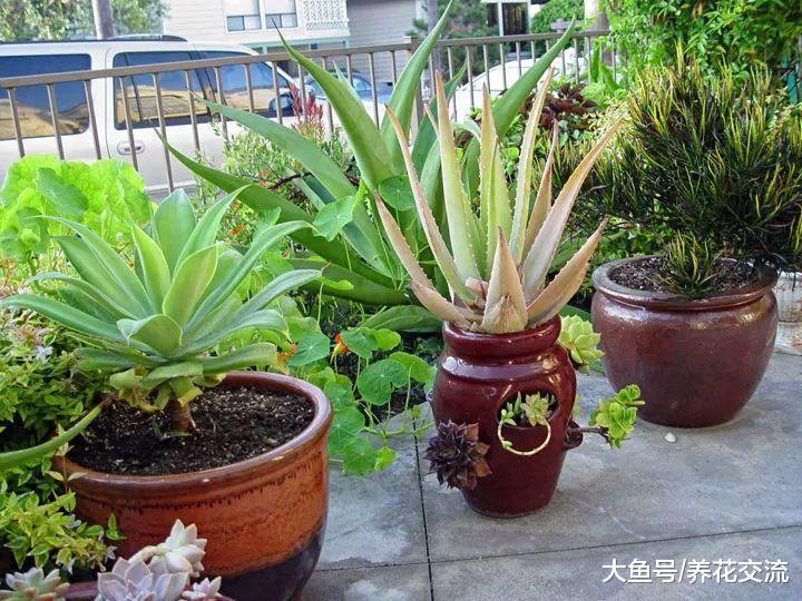朋友买来的几十盆多肉植物, 过了夏季只剩下空盆, 这是什么状况