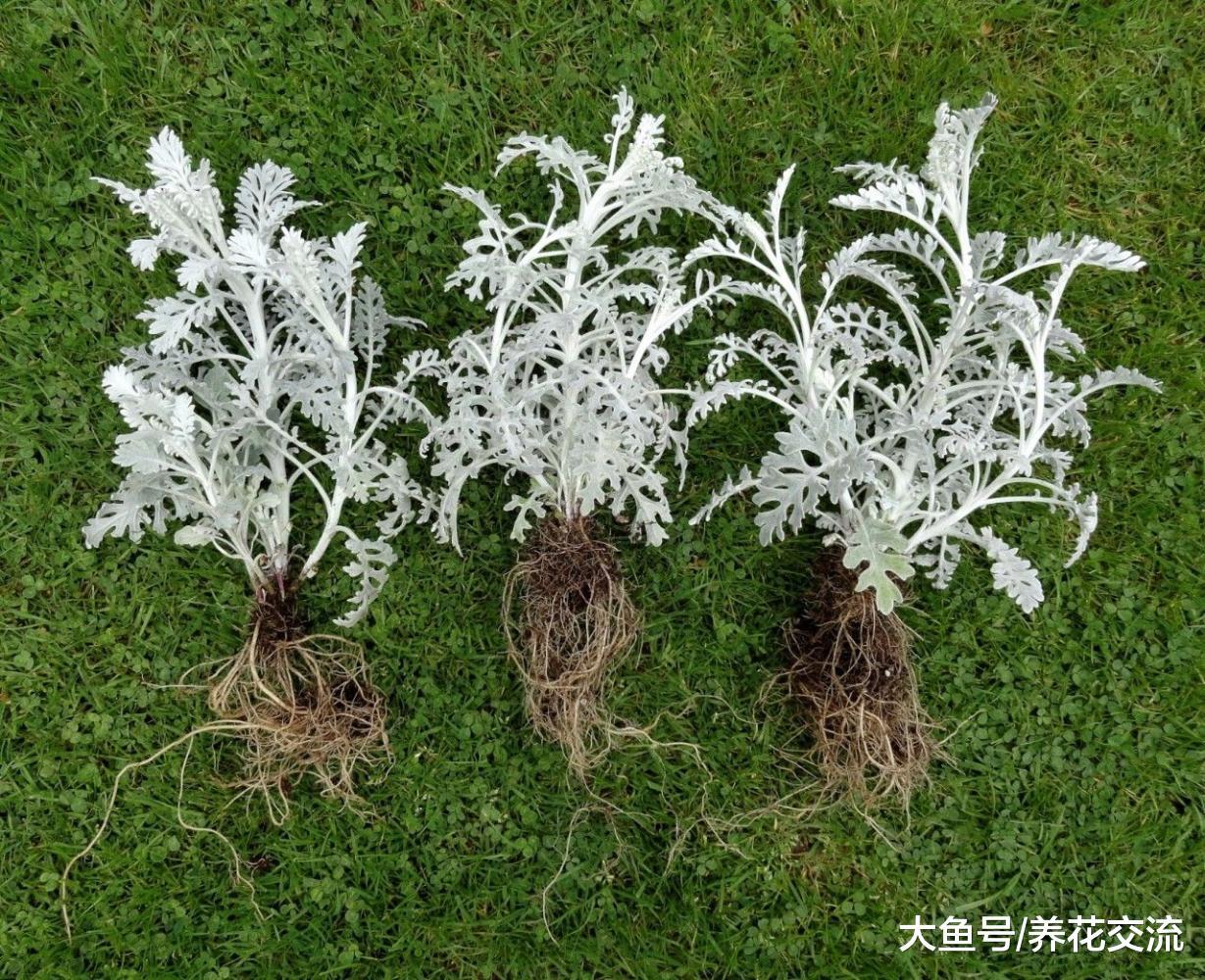 特别适合在凉爽的秋季栽培的雪叶莲, 看起来像是染上霜冻的植物