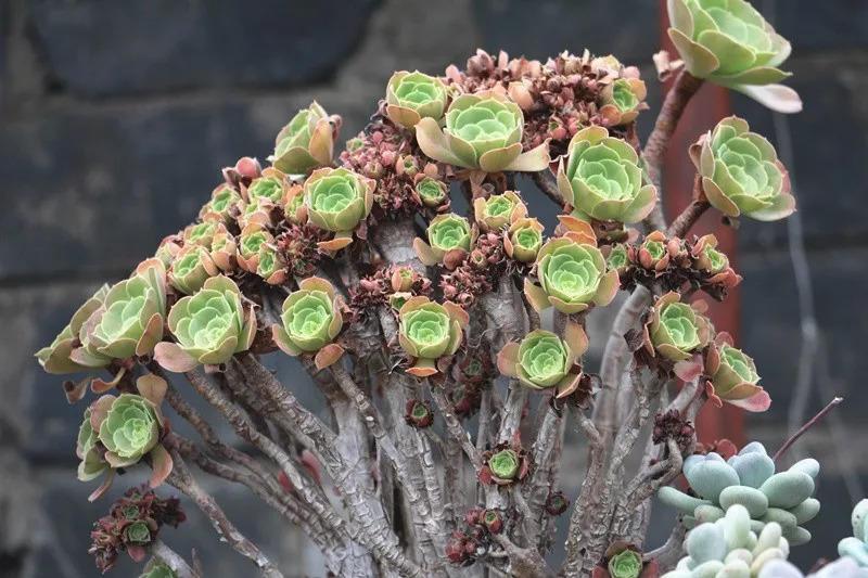土豪的多肉大棚, 一盆上万, 连叶子也买不起啊!