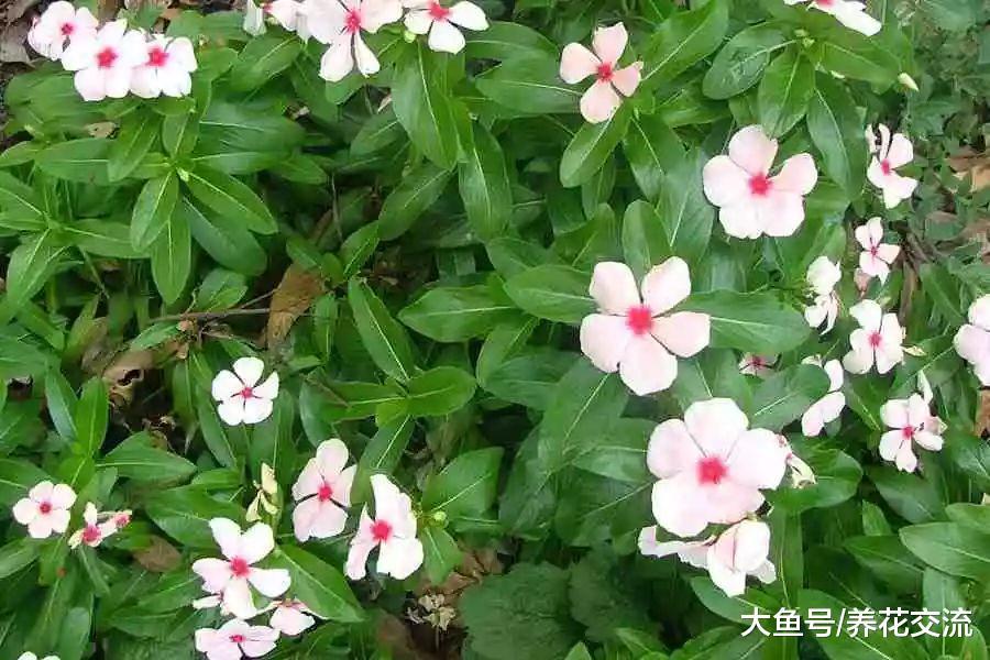 养在阳台上就能常年开花的长春花, 没想到还有这么多花色