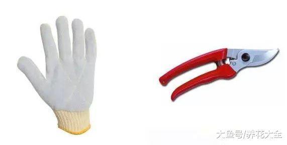 月季越养越丑? 那就给它剪一刀, 轻松养满盆!