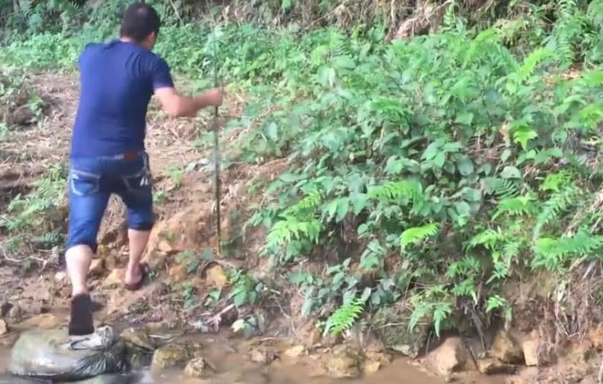 农村小伙进山放牛, 在树上发现我黄色的东西, 他激动的流口水