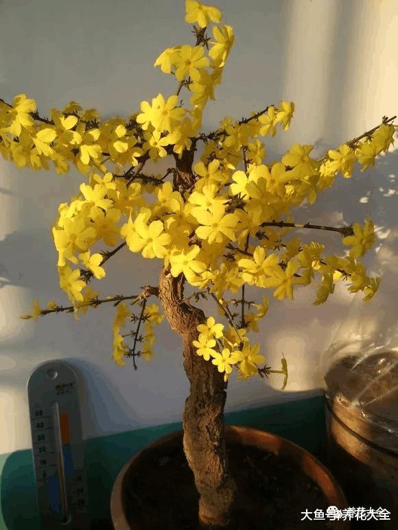 牡丹? 芍药? 这你都分不清, 还怎么踏青赏花!