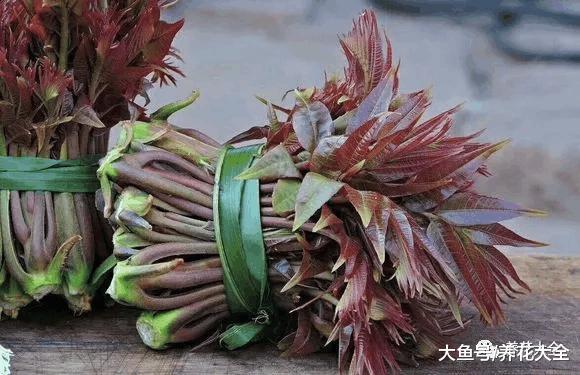 春天摘把它, 让你一年有“榆”钱, 舌尖感受“椿”天!