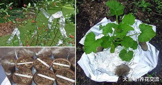 16种常见的家庭用品用来养花的好处, 让植物花卉长得更好