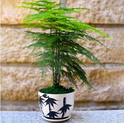 文竹冬天“黄叶”, 把这“3处”把握好, 绿茸茸叶片窜出来!