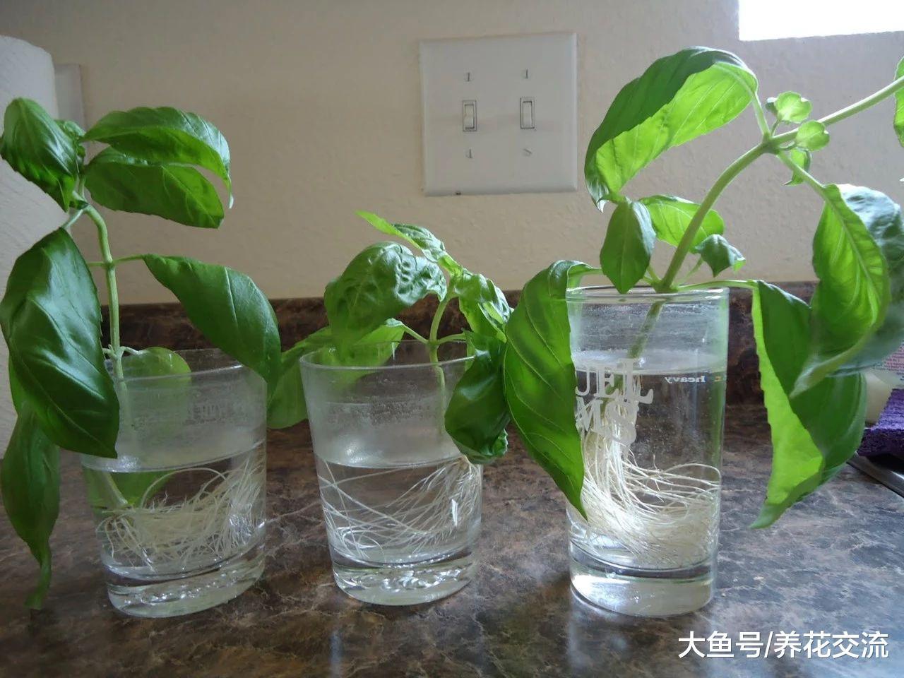 盆栽养护的9种香草植物, 剪一段插水里就能生根发芽