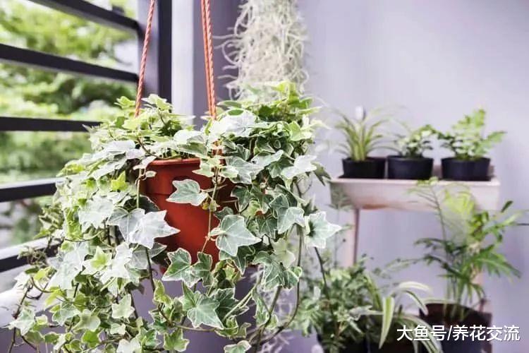 特别容易照顾的9种悬挂植物, 让你的家看起来更迷人