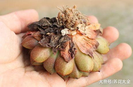 多肉不修根难怪养不好, 教你几招, 蹭蹭长满盆!