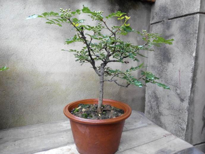 厨房抓把“花椒”撒土里, 60天长成绿盆栽, 香味浓还杀菌!