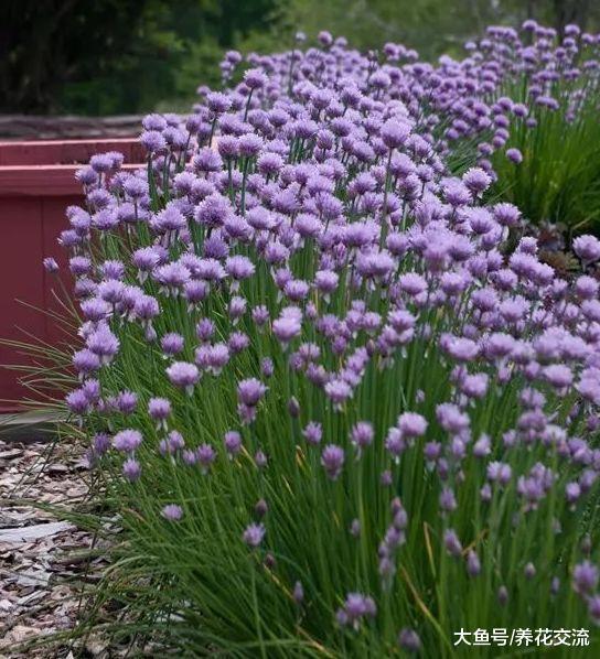 15种可以赶跑害虫的驱虫植物, 观赏性比很多开花植物都强