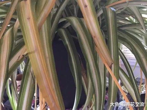 盆栽吊兰的叶子卷曲、叶尖发黑是什么状况, 要怎么才能改善?