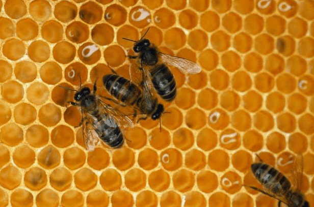 蜂蜜虽好, 吃对了是个宝, 吃错了却是毒药, 千万不要胡乱食用