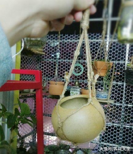 多肉也能吊着养? 做到这几点, 一不小心开满了阳台!