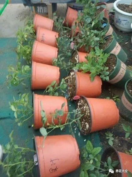 雨后花盆这样放, 月季蹭蹭冒新芽, 不到1月又爆盆!