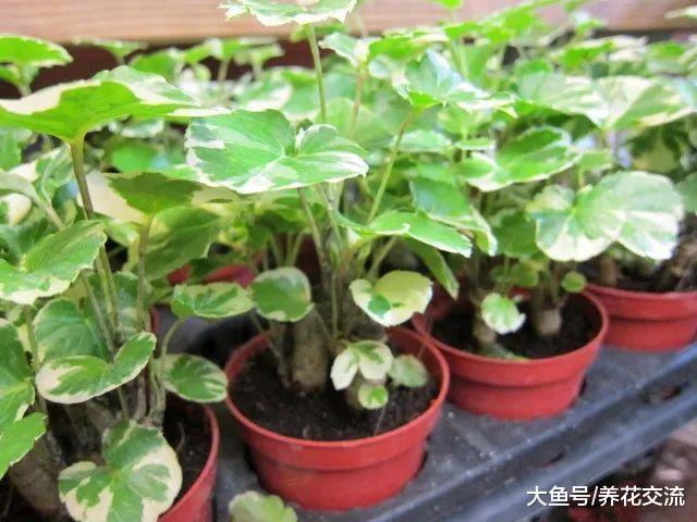 5种很适合养在客厅的净化空气植物, 能够改善家里的空气质量