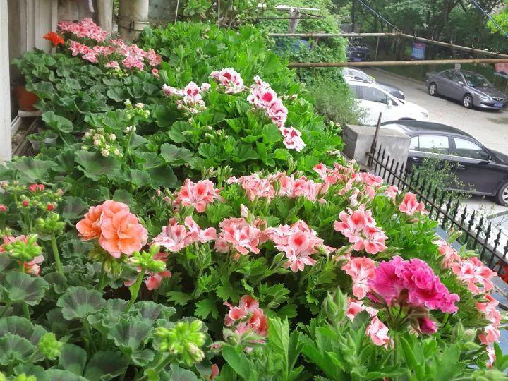 巴掌大的防盗窗, 养上这6种开花机器, 一年都有花看!