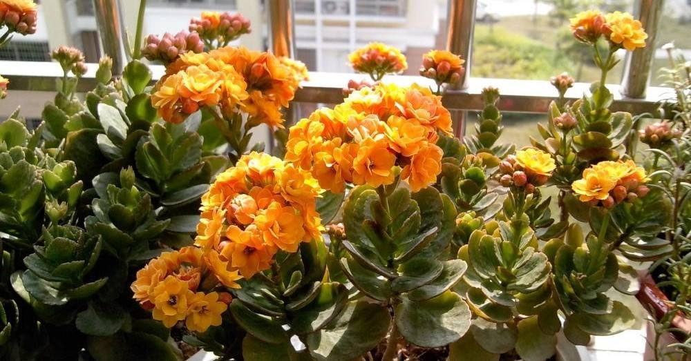 长寿花开败后, 对准枝条“来一刀”, 花能旺盛再开一茬!