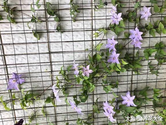 这9种花放在家里养, 轻松一打理, 花开满墙!