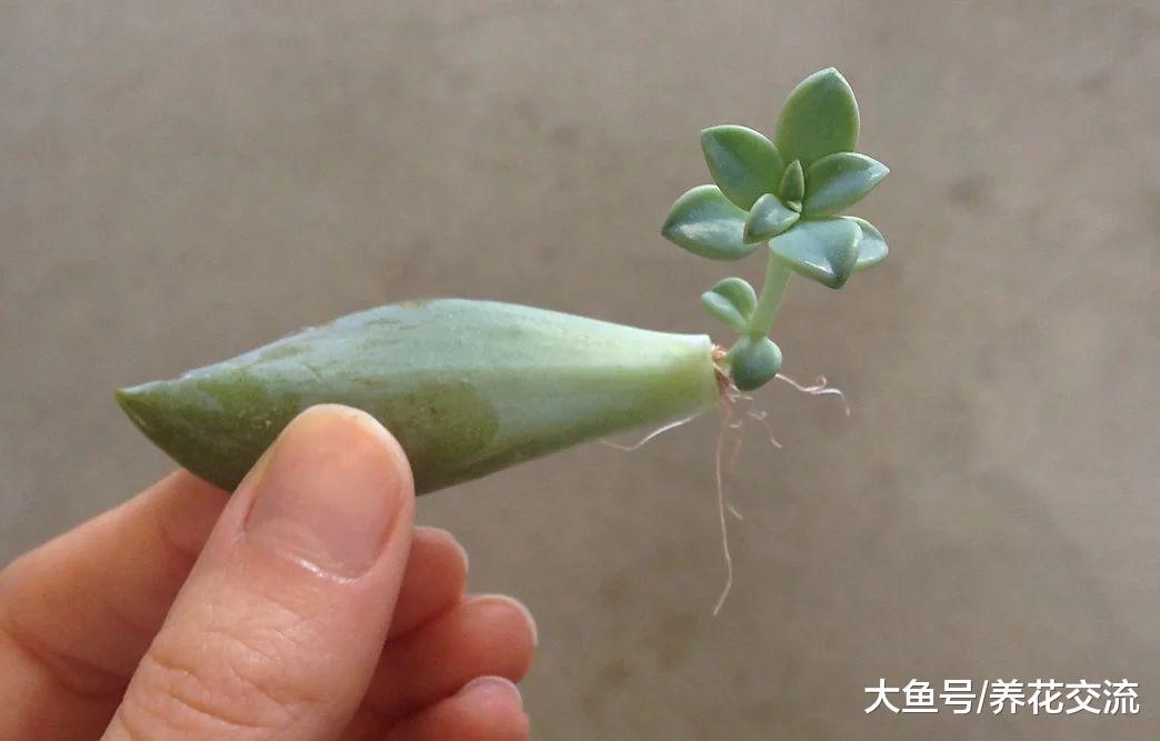 这几个简单的步骤都可以轻松繁殖多肉植物, 你喜欢哪种?