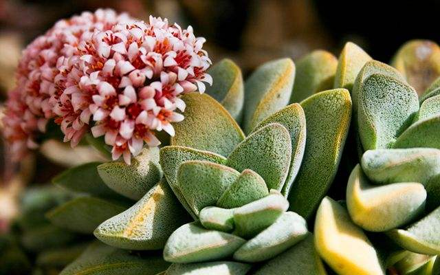 长寿花冬天开不旺? 一星期来碗“开花液”, 花骨朵蹭蹭拦不停!