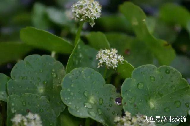 只要有水分和光照就能保持良好生长的铜钱草, 定期浇水就能活