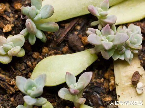 繁殖多肉植物最基本的4种方法, 哪一种才是你青睐的?