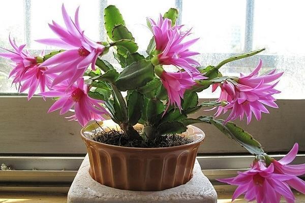 什么腐殖土、黄豆水, 这东西又脏又臭, 垫在花盆底, 肥效管3年