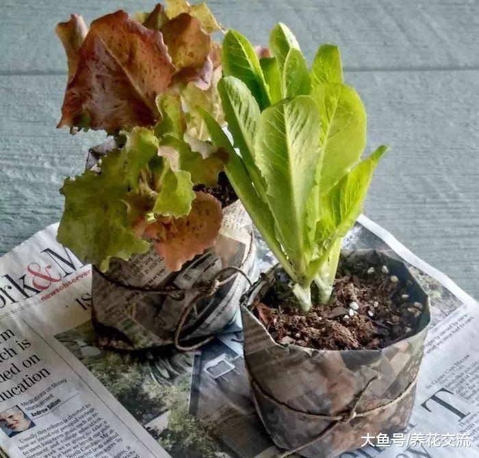 没有育苗盆可以用到这些废弃的材料, 让幼苗健壮生长