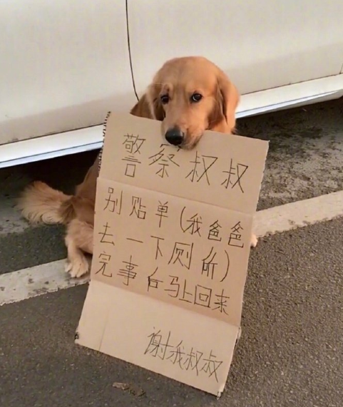 养狗千日，用狗一时