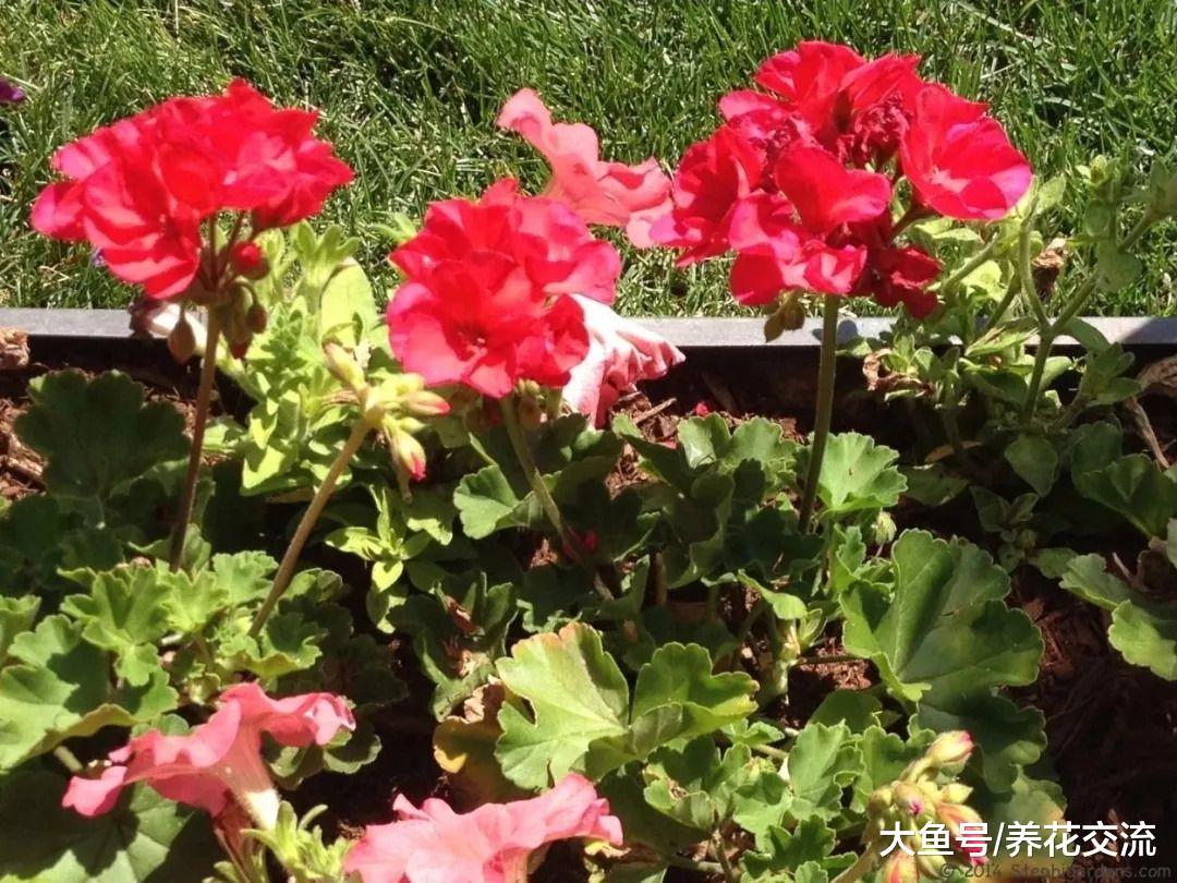 为什么你的天竺葵度过夏天之后就没有办法恢复生长