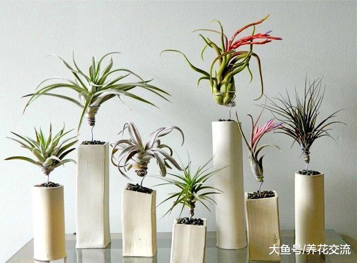 5种特别耐阴的盆栽植物, 养在桌面上也能生长旺盛