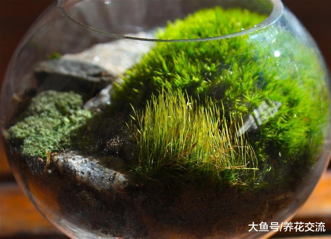 制作苔藓植物景观需要讲究的小技巧, 让苔藓和玻璃瓶完美结合