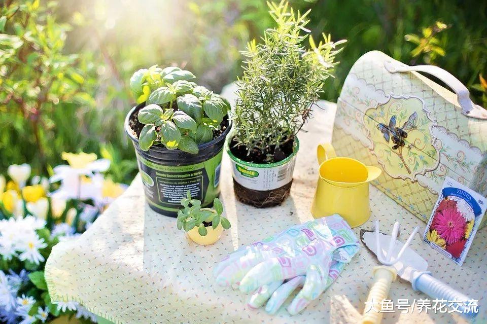养护薄荷、百里香等香草植物需要注意的10个事项