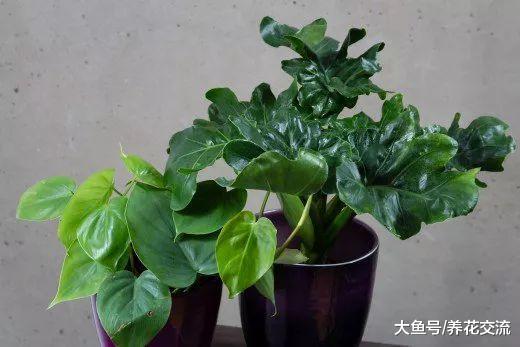 这10种植物都会对儿童和宠物造成危害, 容易被忽视的有毒植物
