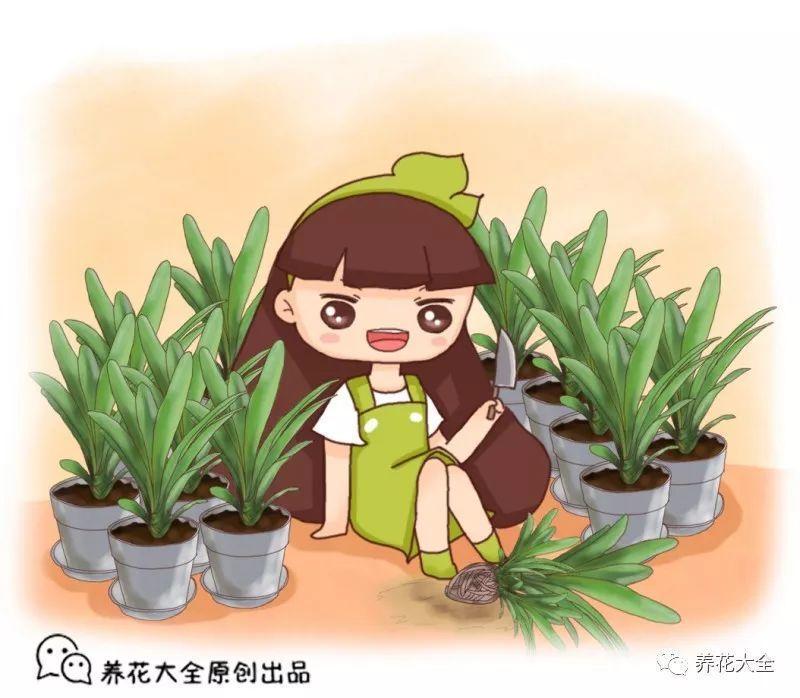 还在买君子兰? 随手掰一下, 1盆变多盆!