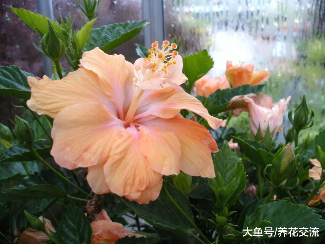 为什么你的热带扶桑花盆栽叶子不断发黄, 有什么促进开花的技巧