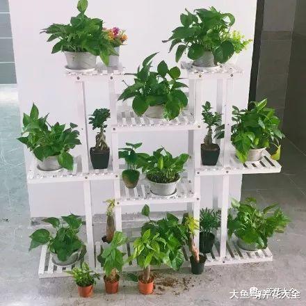 绿萝又黄叶了, 这样一处理, 又是绿油油的一盆!