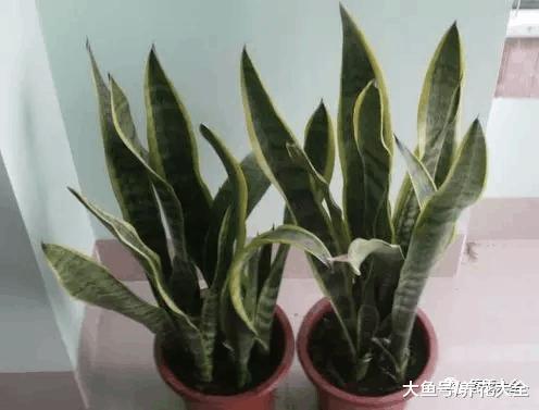 虎皮兰幸福树叶子又打卷? 只需3步, 立马直挺绿油油!