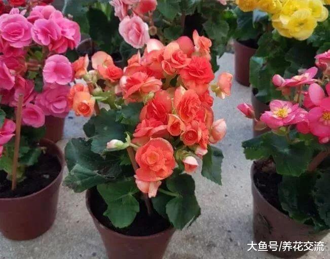 家里的丽格海棠、四季海棠总是不能度夏, 掌握下面这8个技巧就行