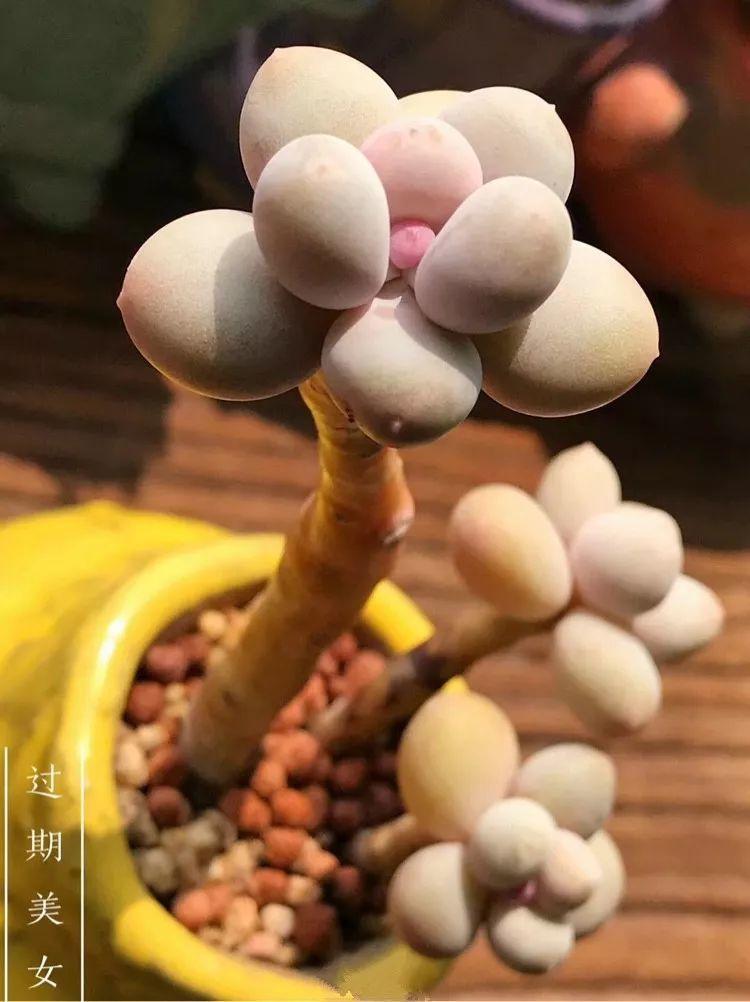 这10种多肉, 各个颜值爆表, 全都想搬回家!