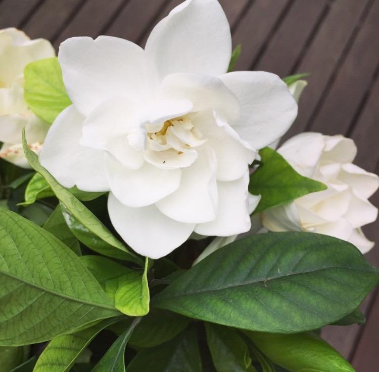 到了花期不开花? 要是早点这么做, 花开的停不下来