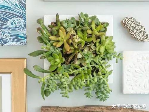 捡来一些废旧木板和多肉植物, 制作成墙上垂直画框盆景的技巧