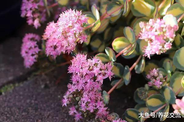 长得像油画里的植物, 这种景天科的植物看一眼就能喜欢上