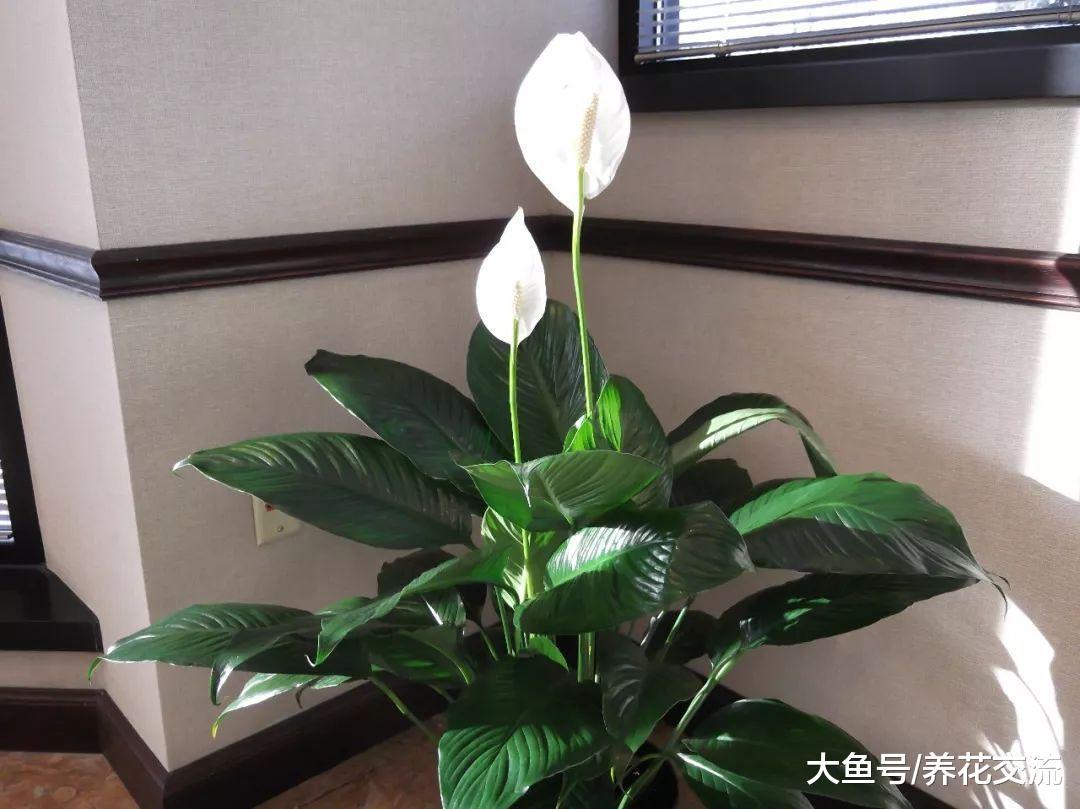 为啥叶子发亮的白掌不要买? 上了药的你还傻傻不知道