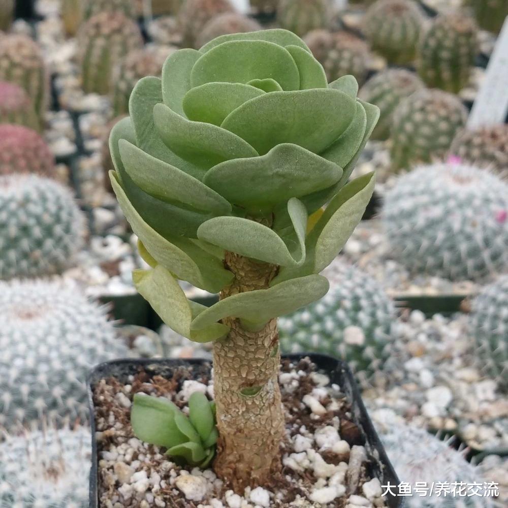 很多人都以为金钱木是多肉植物, 其实它是一种草本观叶植物
